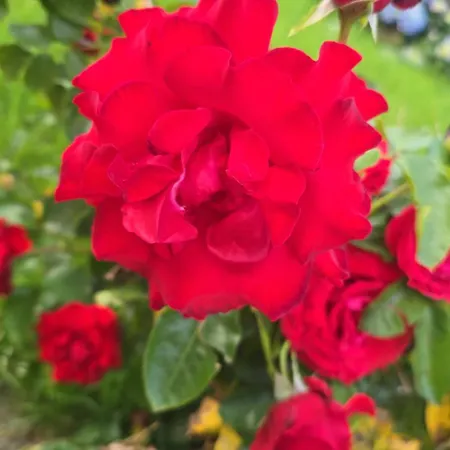 Cresto 4* Gaglianico